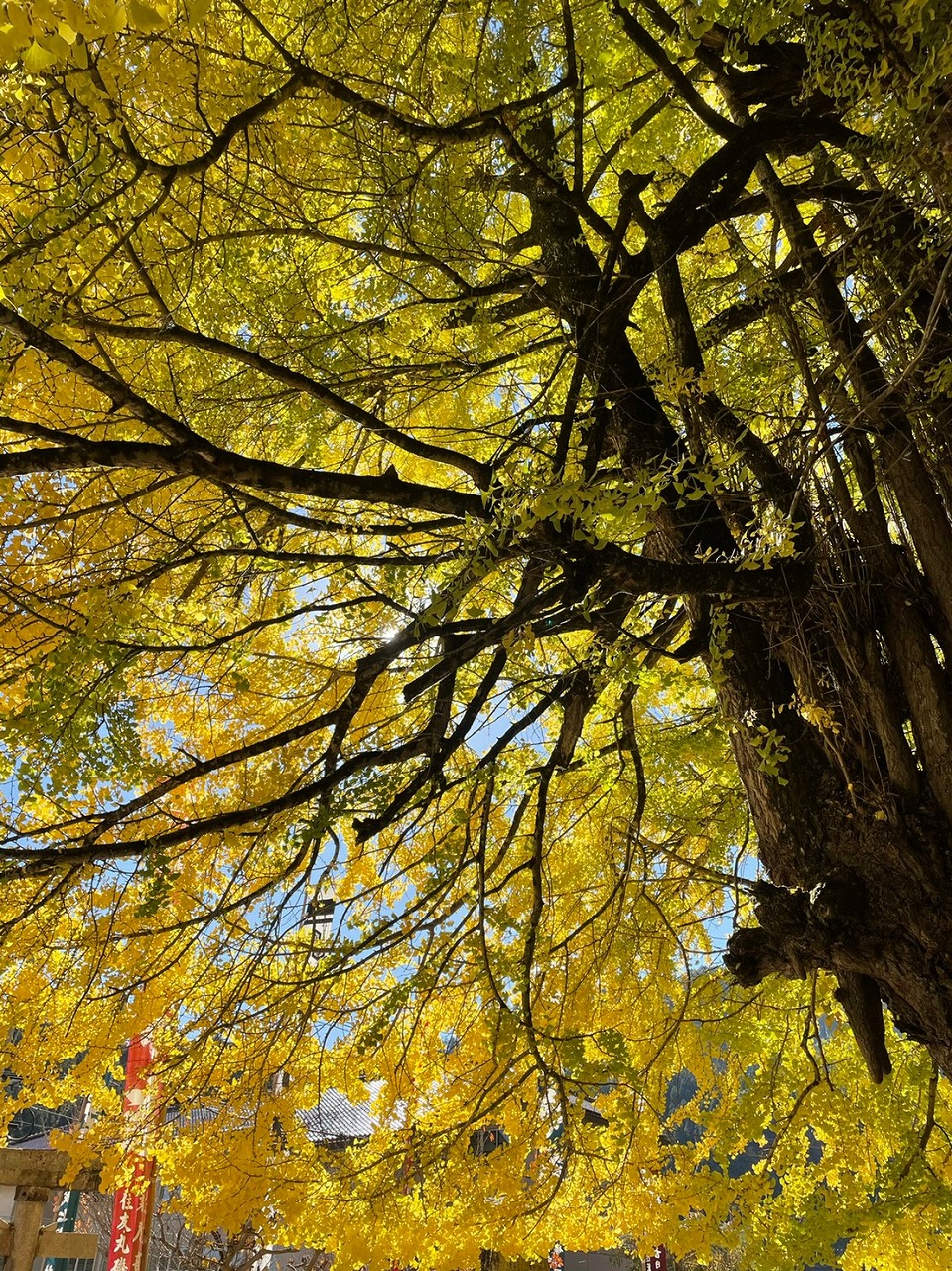 紅葉 (9).jpg