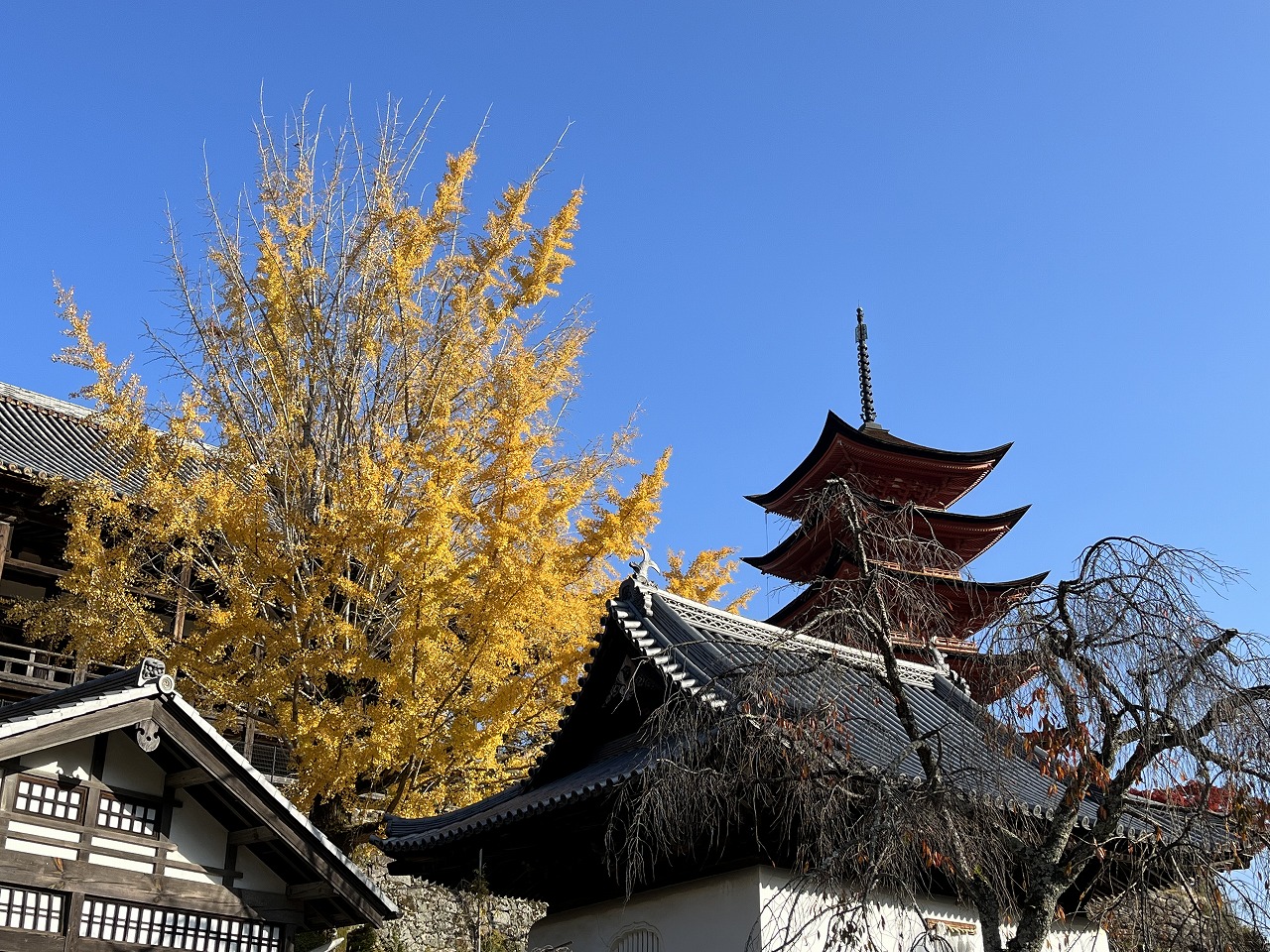 s-miyajima (1).jpg